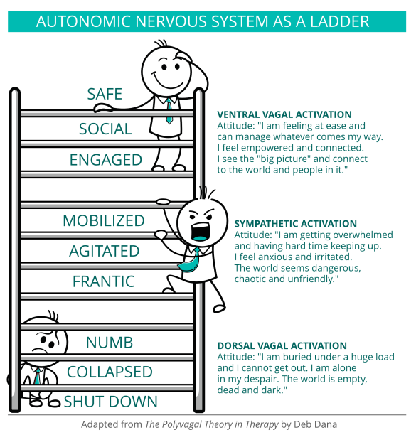 Autonomic Nervous System As A Ladder