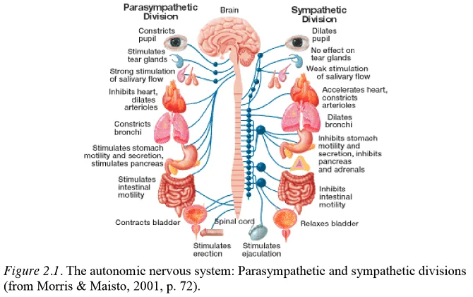 Nervous System