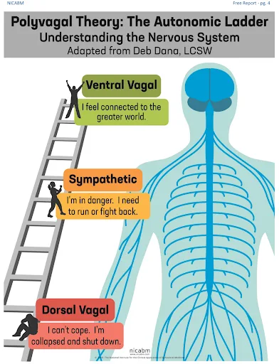 Polyvogal Theory Autonomic Ladder Understanding The Nervous System