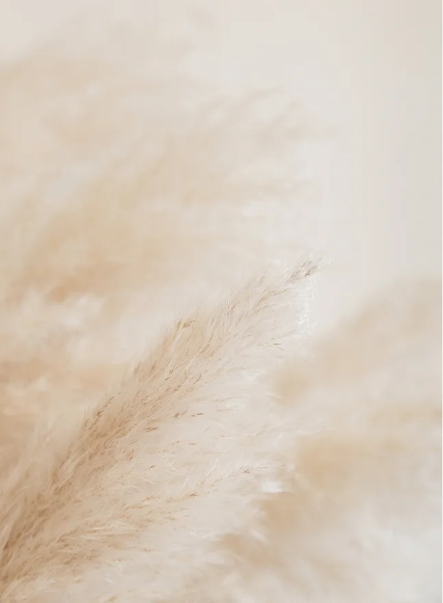 Background Feathers